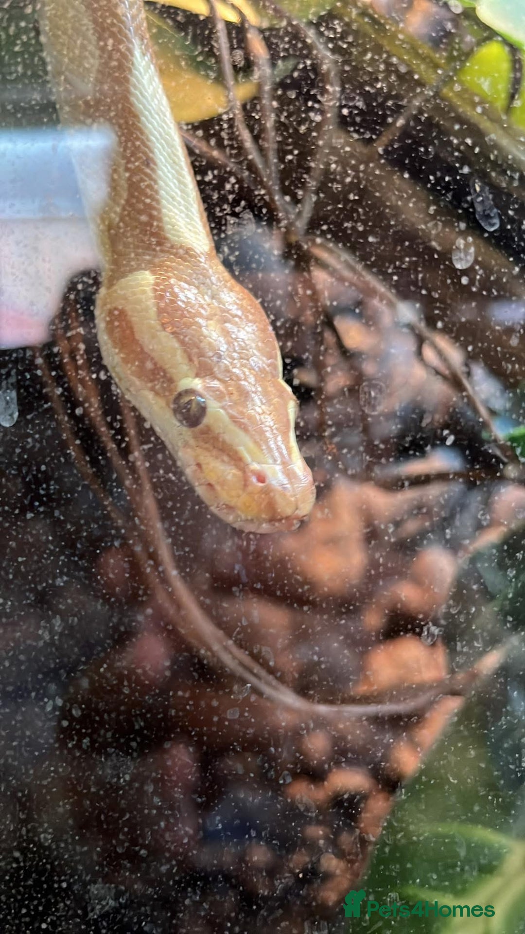 Python Snake reptiles for sale: Banana Ball Python - Advert 3