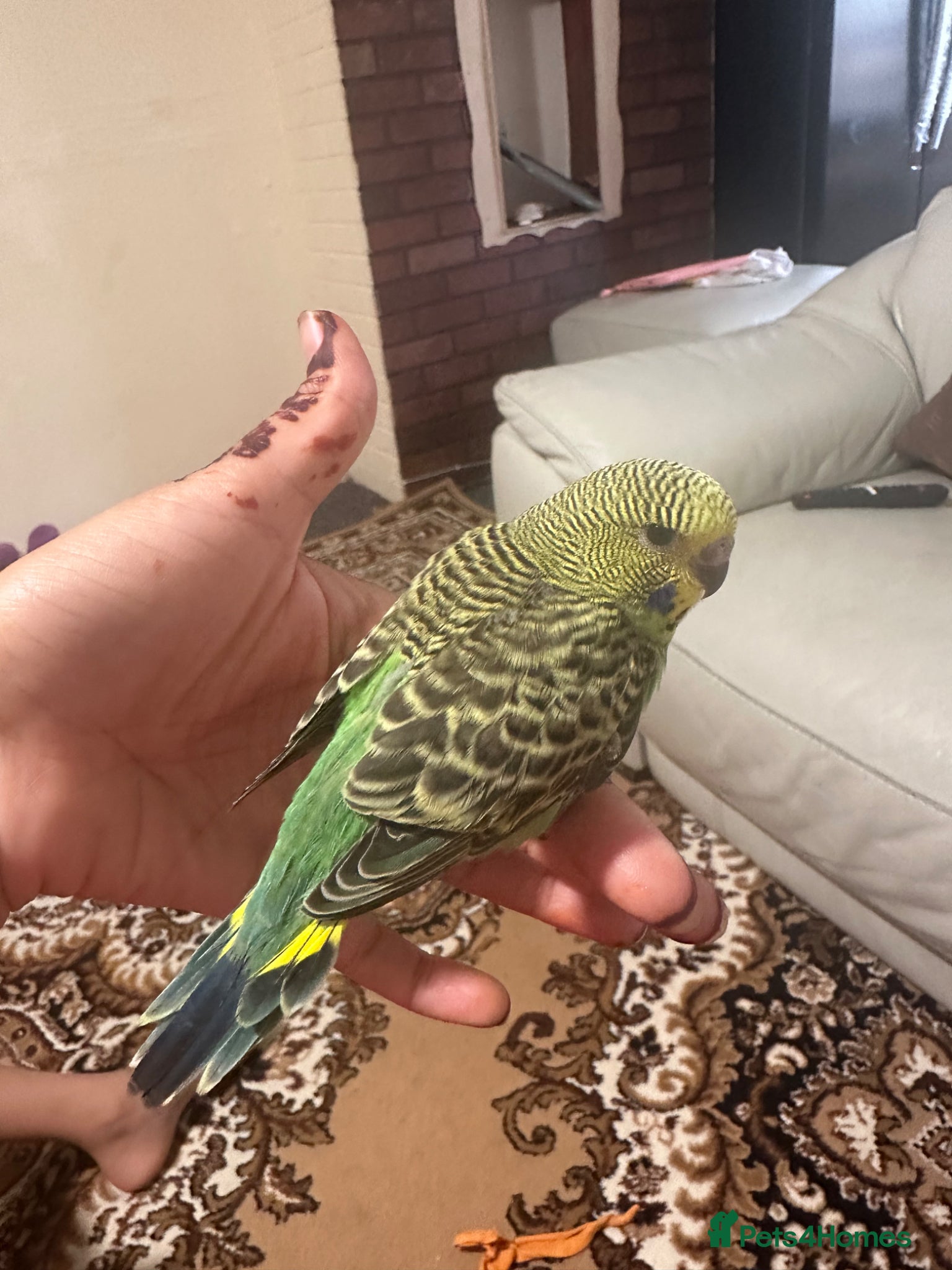 Budgerigars birds Lovely baby budgies semi tame - Advert 2