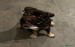 Pug dogs for sale: Tiny pug girl - Advert 16