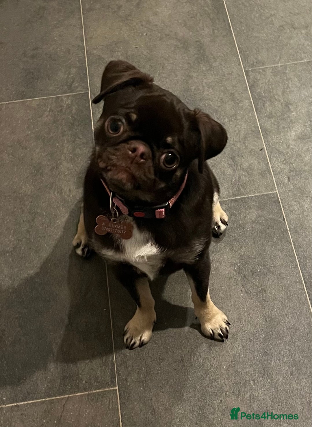 Pug dogs for sale: Tiny pug girl - Advert 16