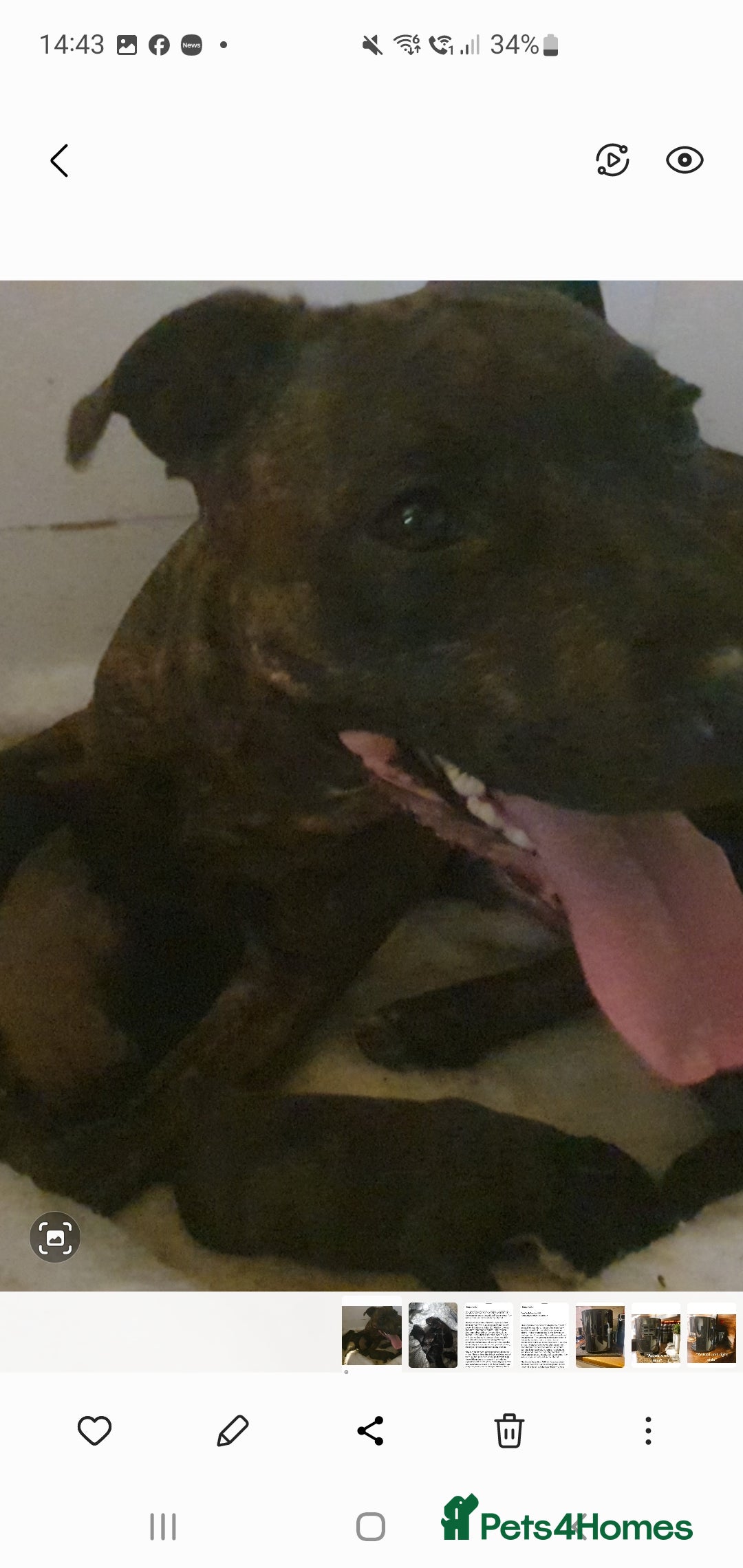 Staffordshire Bull Terrier dogs for sale: Staffordshire Bull Terrior Pups - 9 in total. - Image 5
