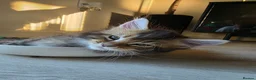 Maine Coon cats for sale: Pure Breed Mainecoon Therapy Kittens - Advert 3