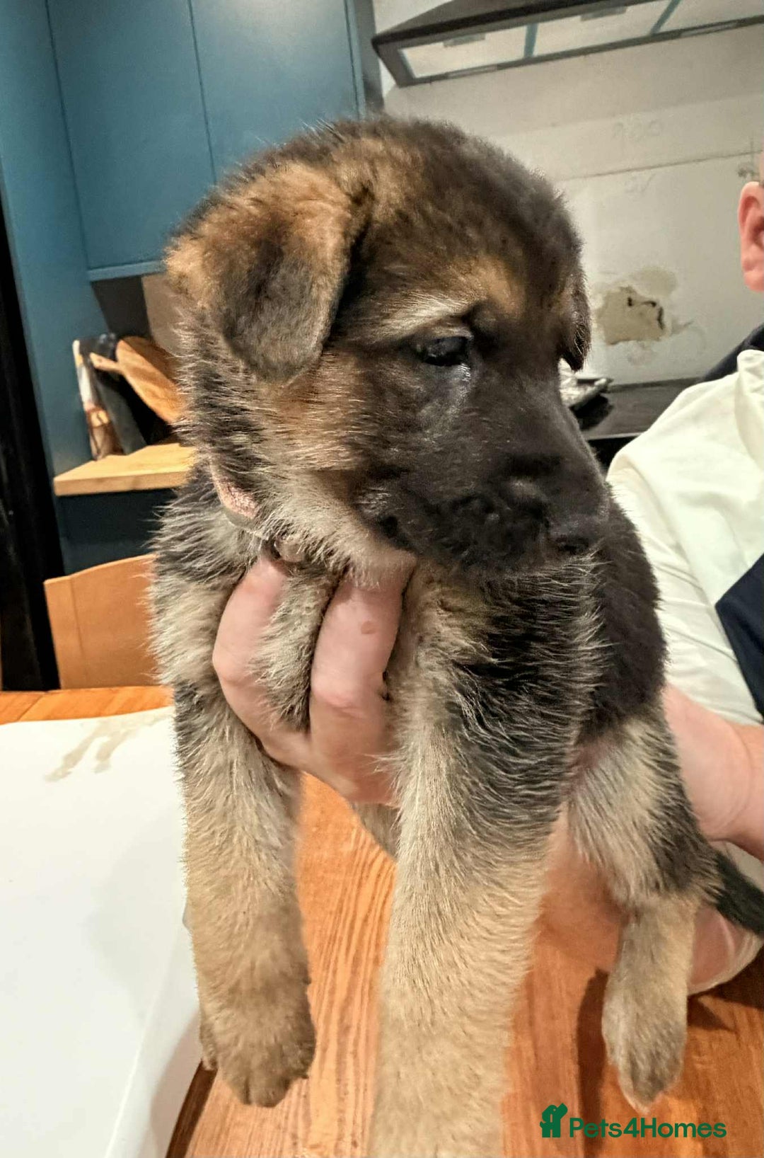 German Shepherd dogs for sale: KC Reg German Shepard's - Advert 21