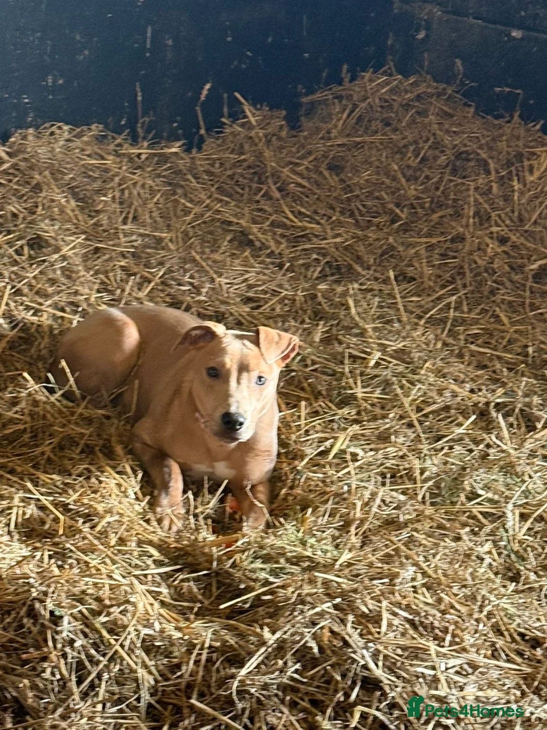 Mixed Breed dogs for sale: Betsy  - Advert 2