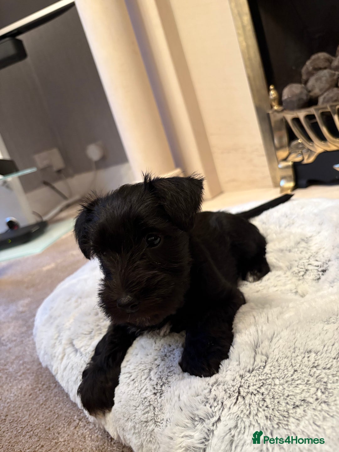 Miniature Schnauzer dogs for sale: KC REG RARE BLACK MINIATURE SCHNAUZER PUPPIES  - Image 9