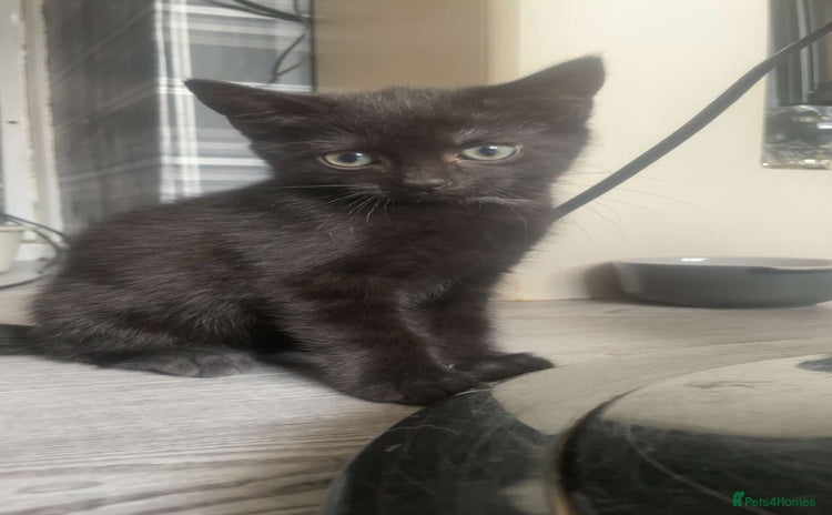 Domestic Shorthair cats - Advert 7