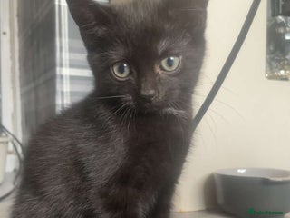 Domestic Shorthair cats - Advert 37