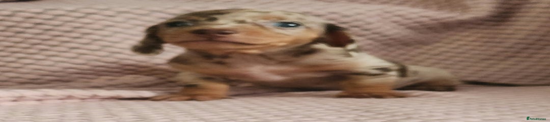 Miniature Dachshund Puppy 4
