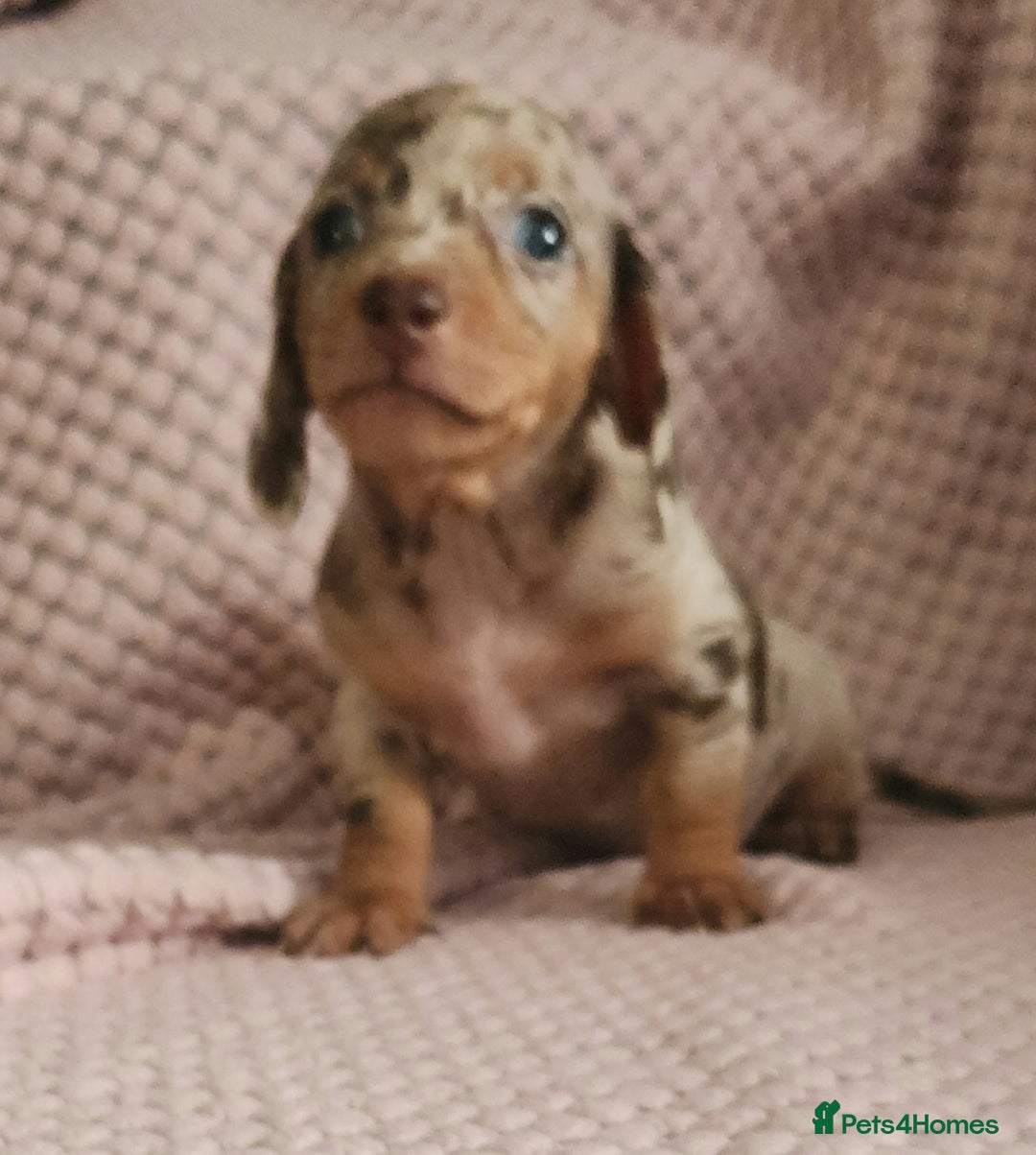 Miniature Dachshund dogs for sale: Beautiful miniature dachshund  - Image 8