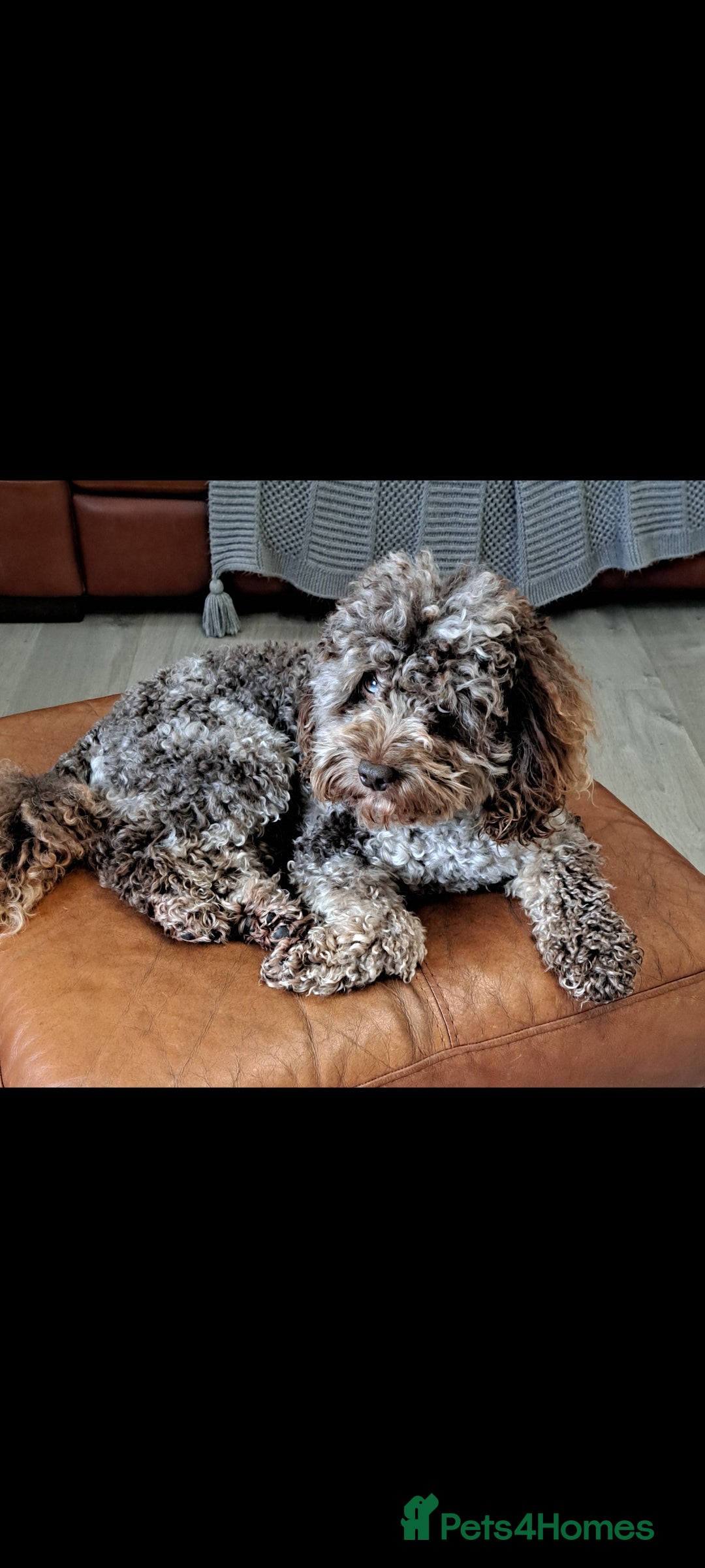 Toy Poodle dogs Cockapoo stud chocolate merle  - Advert 16