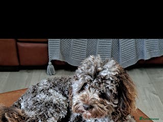 Toy Poodle dogs Cockapoo stud chocolate merle - Advert 2