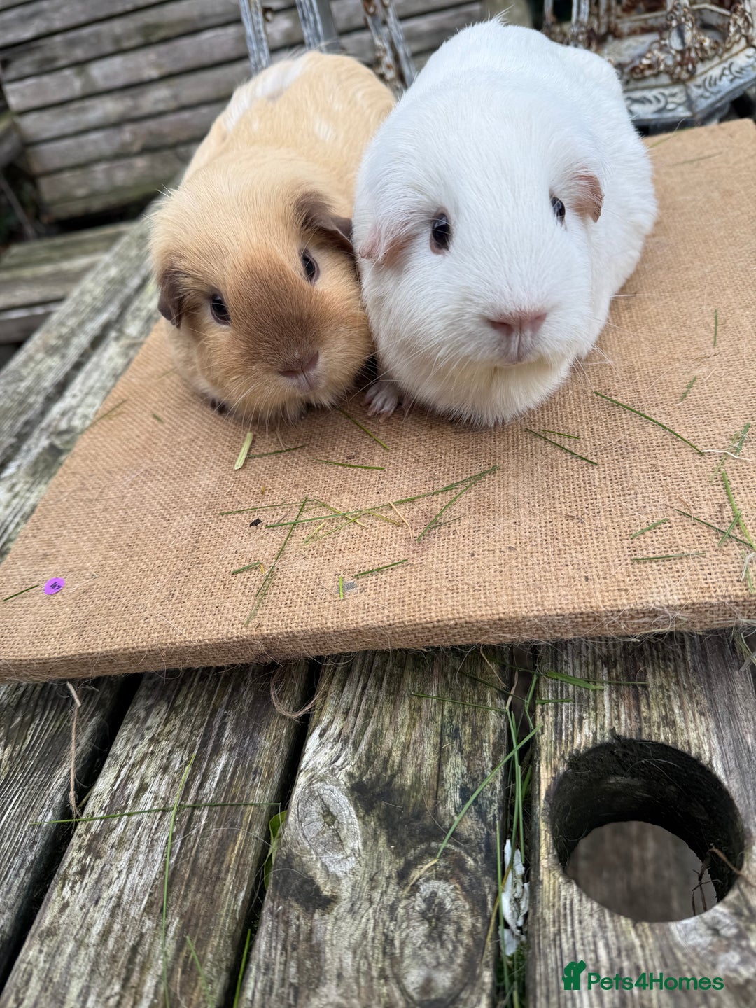 Guinea Pig rodents for sale: Pure bred California & Swiss guineapigs  - Advert 20