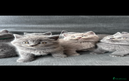 British Shorthair cats for sale: PURE PEDIGREE BSH KITTENS - Image 22