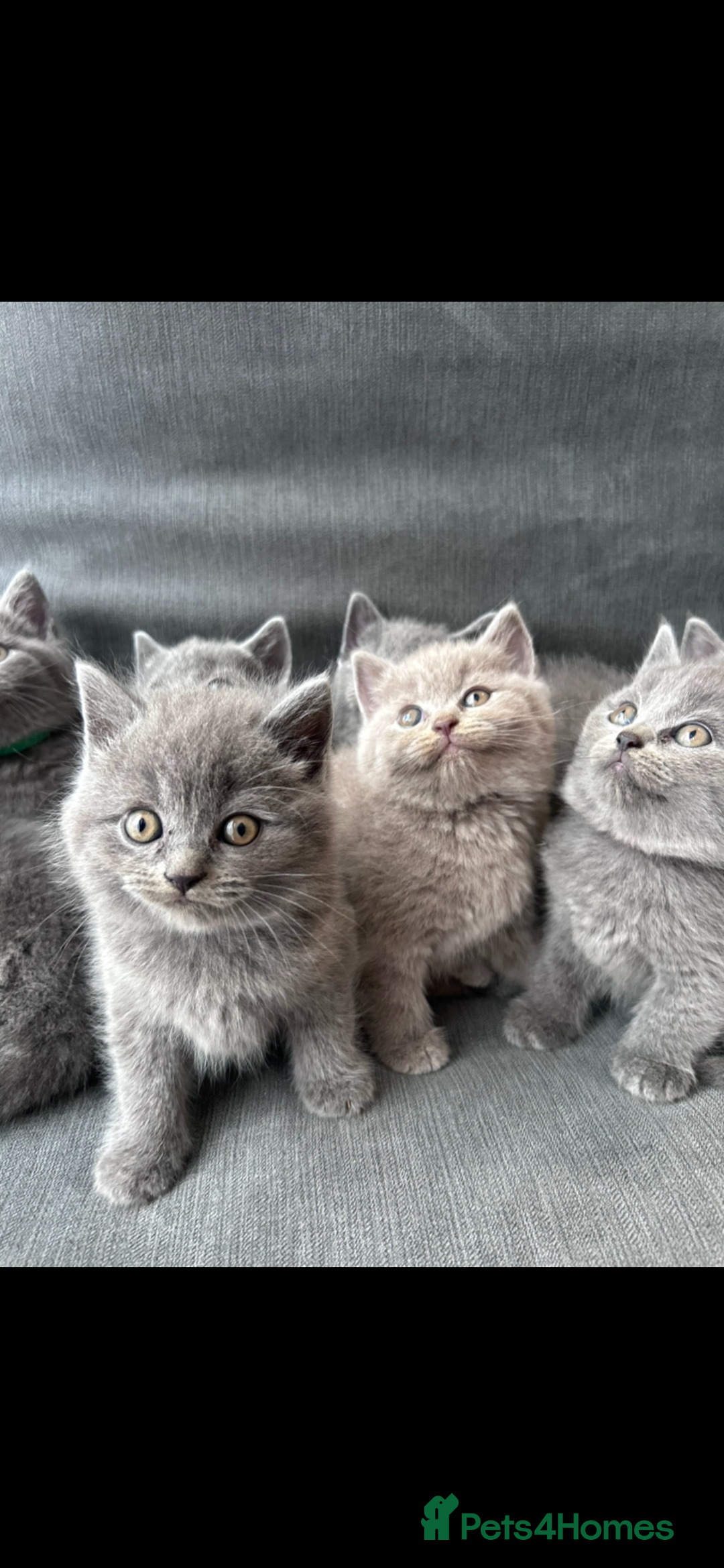 British Shorthair cats for sale: PURE PEDIGREE BSH KITTENS - Image 22