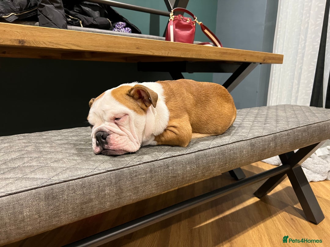 English Bulldog dogs for sale: Winnie English bulldog - Image 6
