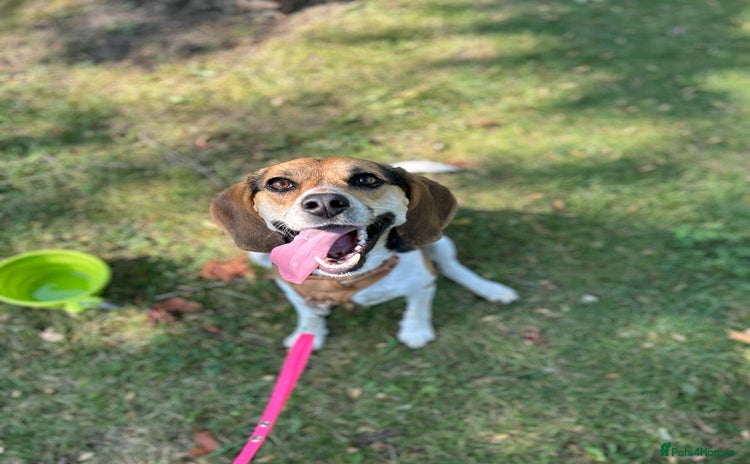Beagle dogs - Advert 1