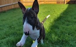 English Bull Terrier dogs for sale: KCRegistered English Bull Terrier Puppies–Top Line - Image 9
