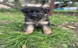 German Shepherd dogs for sale: German shepherd puppies  - Image 1