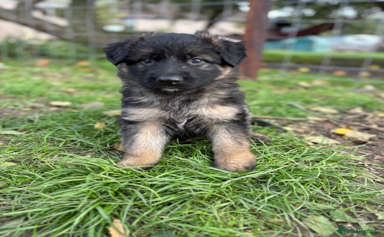 German Shepherd dogs - Advert 1
