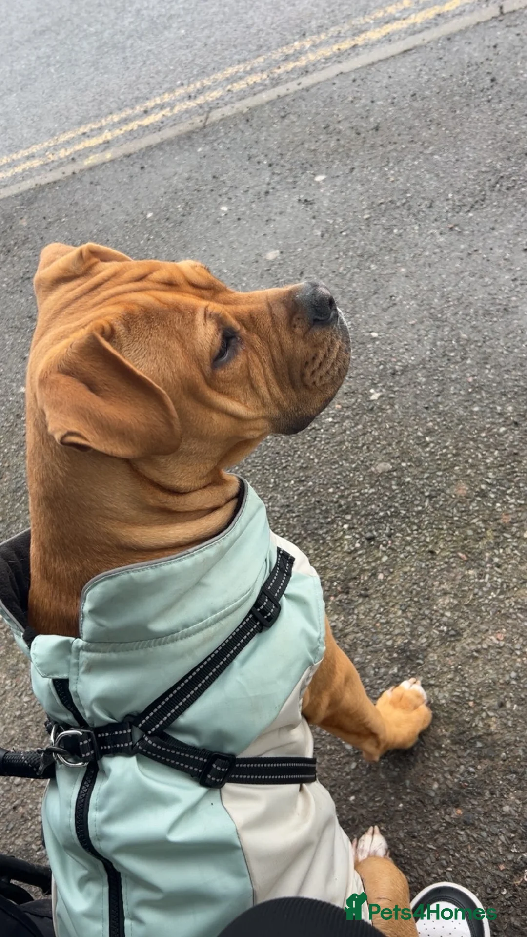 Mixed Breed dogs for sale: 9 month old male £100 in Sheffield - Advert 1