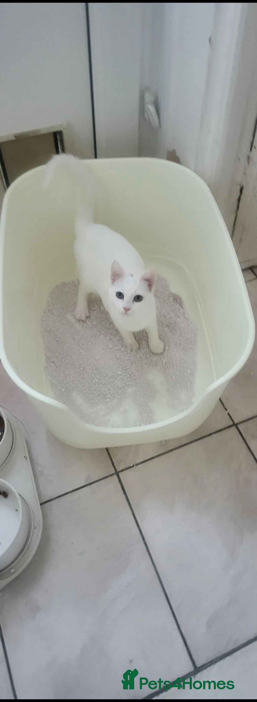 Turkish Angora cats for sale: White kitten  - Advert 4