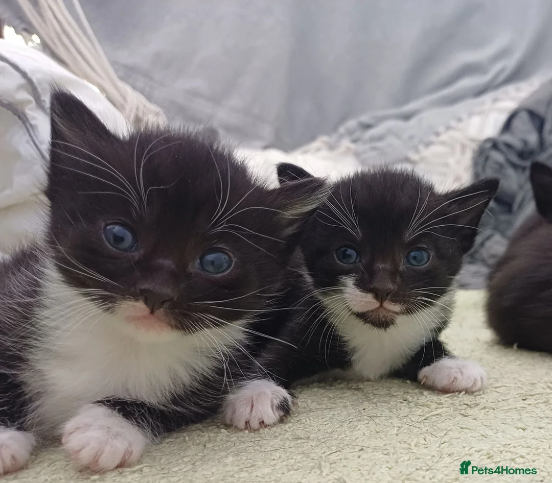 Mixed Breed cats for sale: Cute kittens wanting a loving home in 3 weeks - Advert 1