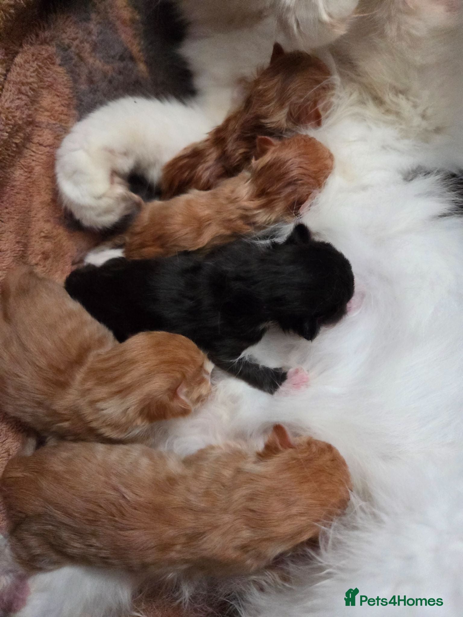 Mixed Breed cats Stunning ragdoll mix kittens  - Advert 8