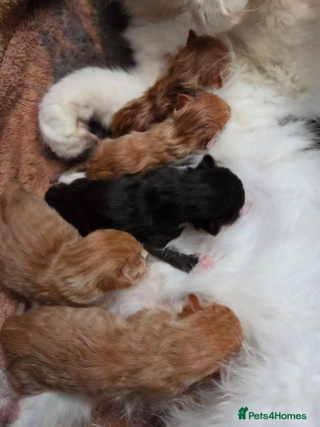 Mixed Breed cats for sale: Stunning ragdoll mix kittens  - Advert 1