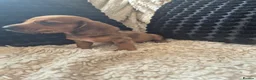 Dachshund dogs for sale: Kc dachshund puppies! - Advert 17