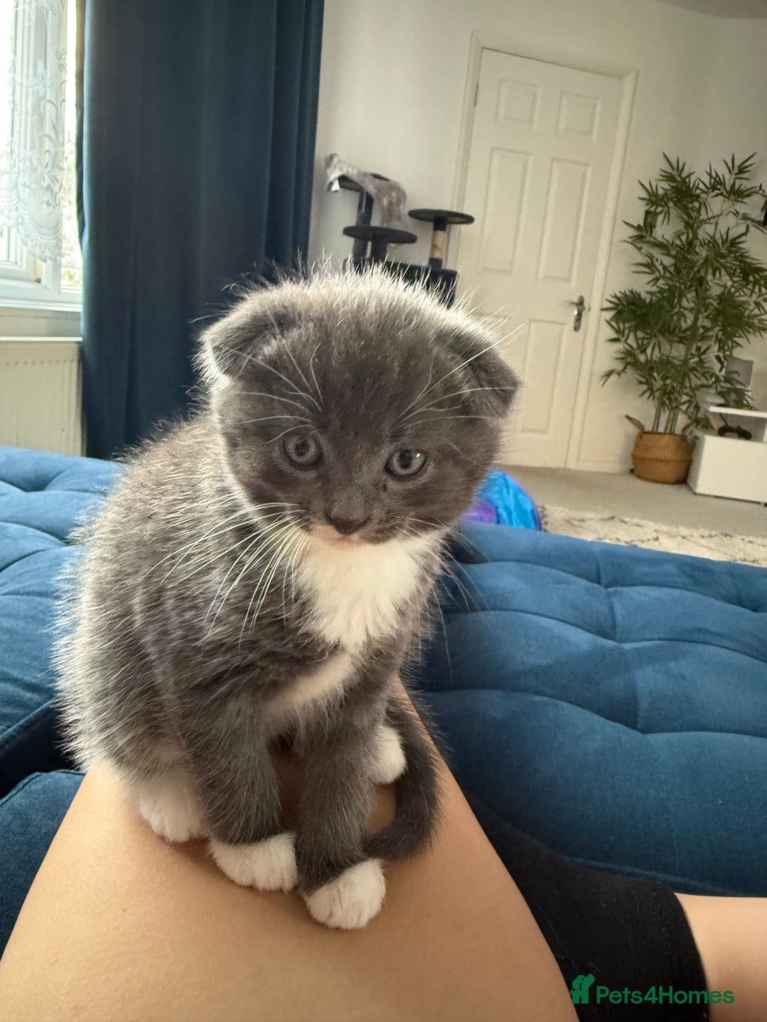 Scottish Fold cats for sale: Scottish fold X British Blue kittens for sale.  - Image 2