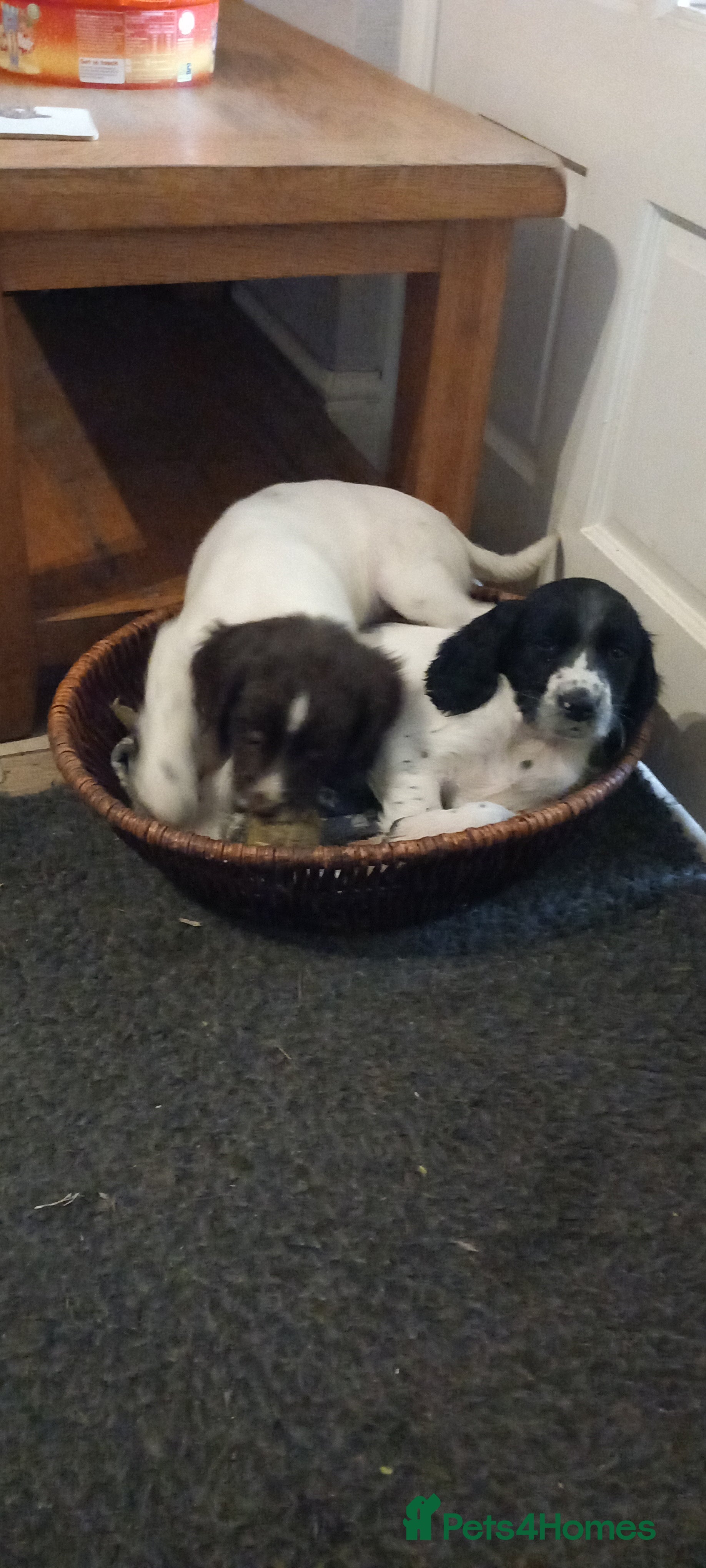 English Springer Spaniel dogs  Only 2 male pups avalible - Advert 1