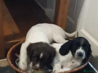 English Springer Spaniel dogs Only 2 male pups avalible - Advert 1