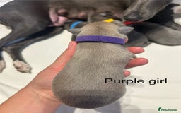 Whippet dogs for sale: Stunning KC whippet puppies  - Image 9