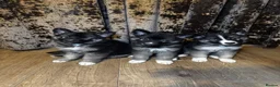 German Shepherd dogs for sale: 🐾 Stunning 8 Week Old German Shepherd Puppies 🐾 - Advert 2