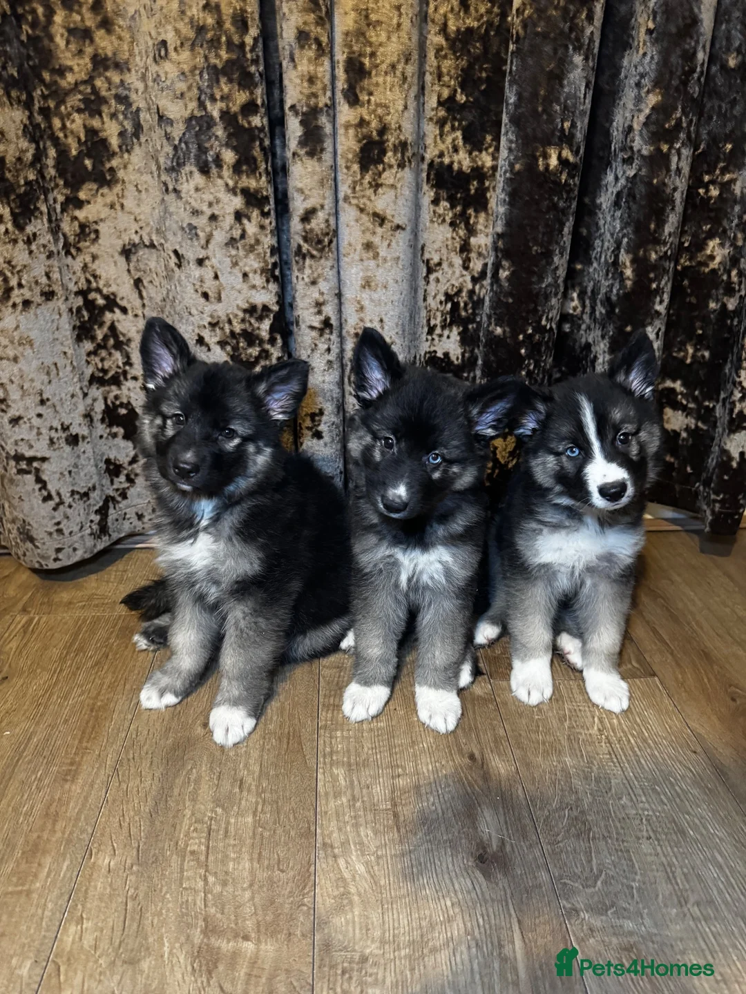 German Shepherd dogs for sale: 🐾 Stunning 8 Week Old German Shepherd Puppies 🐾 - Advert 2