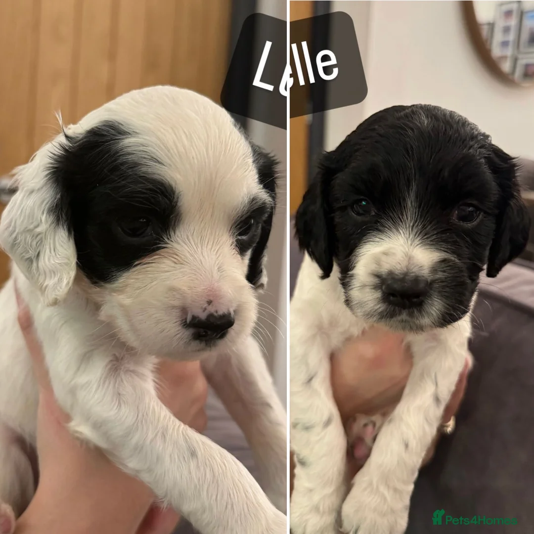 English Springer Spaniel dogs for stud: Proven English Springer Spaniel for stud  in Bude - Advert 8