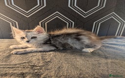 Maine Coon cats for sale: Pedigree Maine coons ready 17/11/25 - Advert 12