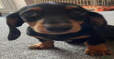 Miniature Dachshund dogs - Advert 3