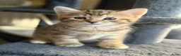 Bengal cats for sale: Beautiful kittens 🐈‍⬛  - Advert 19