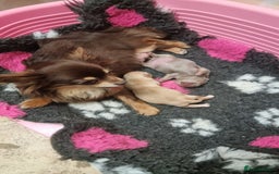Chihuahua dogs for sale: Cream Chihuahua and pomeranian for sale - Image 11