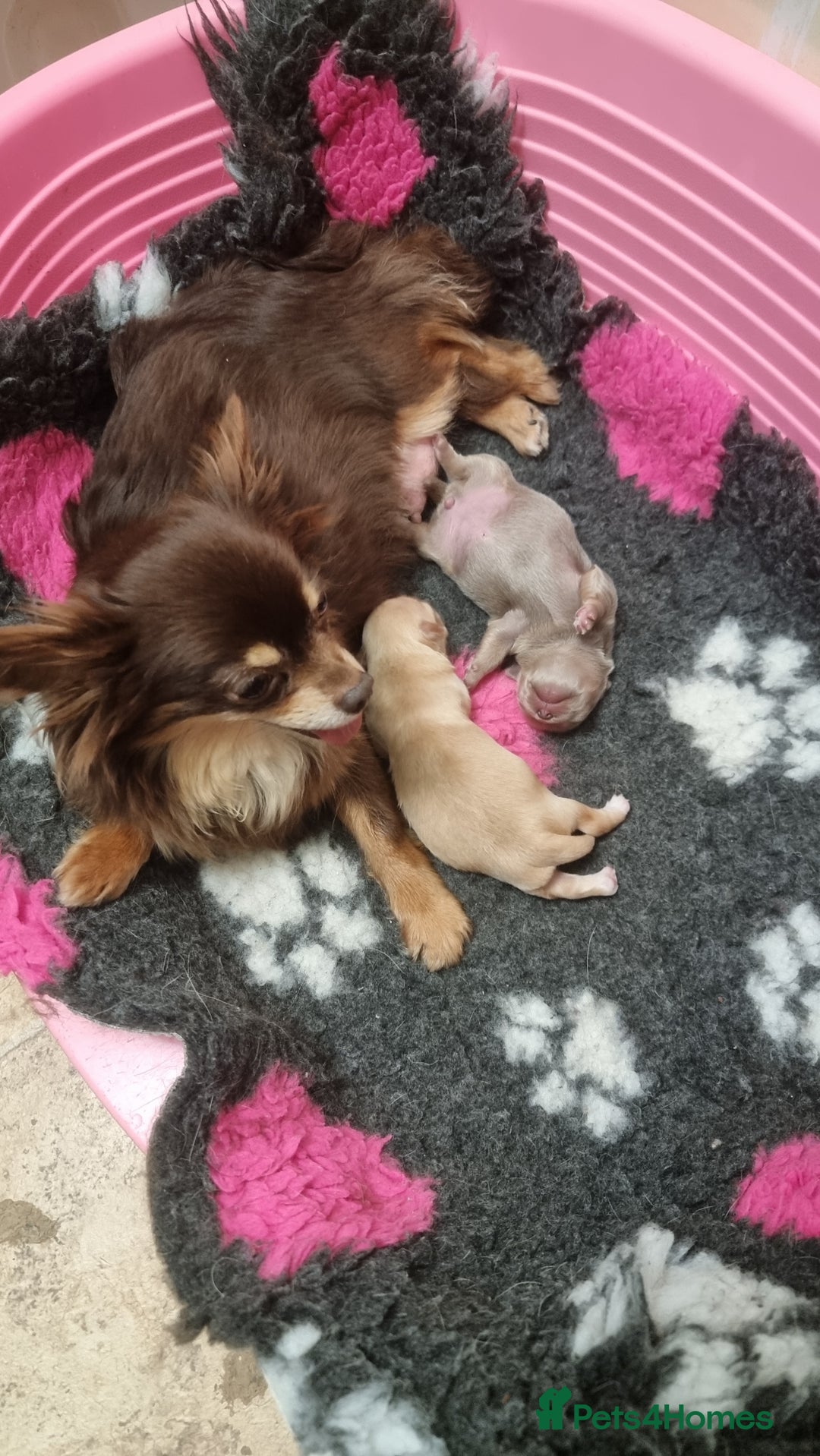 Chihuahua dogs for sale: Cream Chihuahua and pomeranian for sale - Image 11