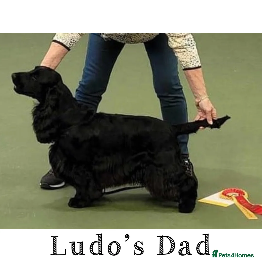Cocker Spaniel dogs for stud: LUDO - GOLDEN Show Cocker Pedigree Stud TOP Tested in Bradford-on-Avon - Advert 13