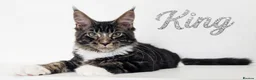 Maine Coon cats for sale: 👑 MajestiPaws: The Heritage Litter 🐾 - Advert 12
