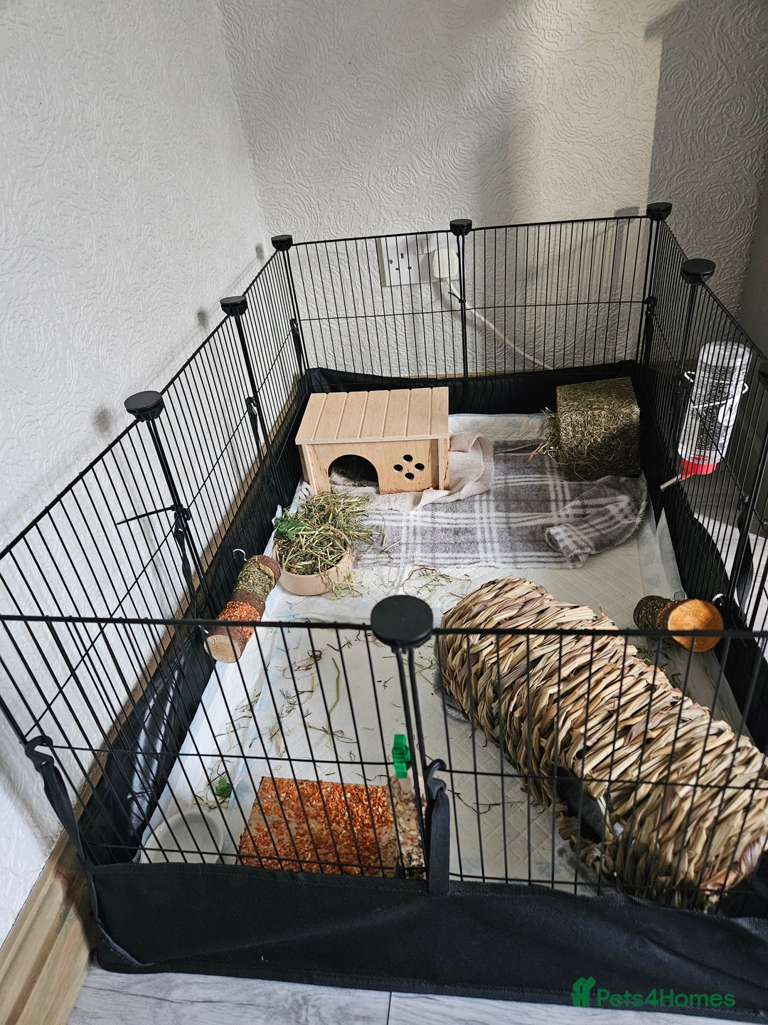 Guinea Pig rodents for sale: Male Guinea pig + set up - Advert 3