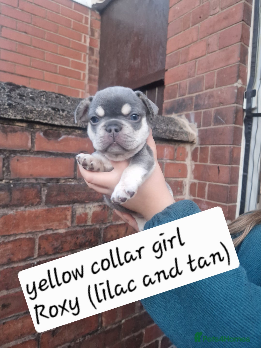 French Bulldog dogs for sale: 6 beautiful frenchies  - Image 19