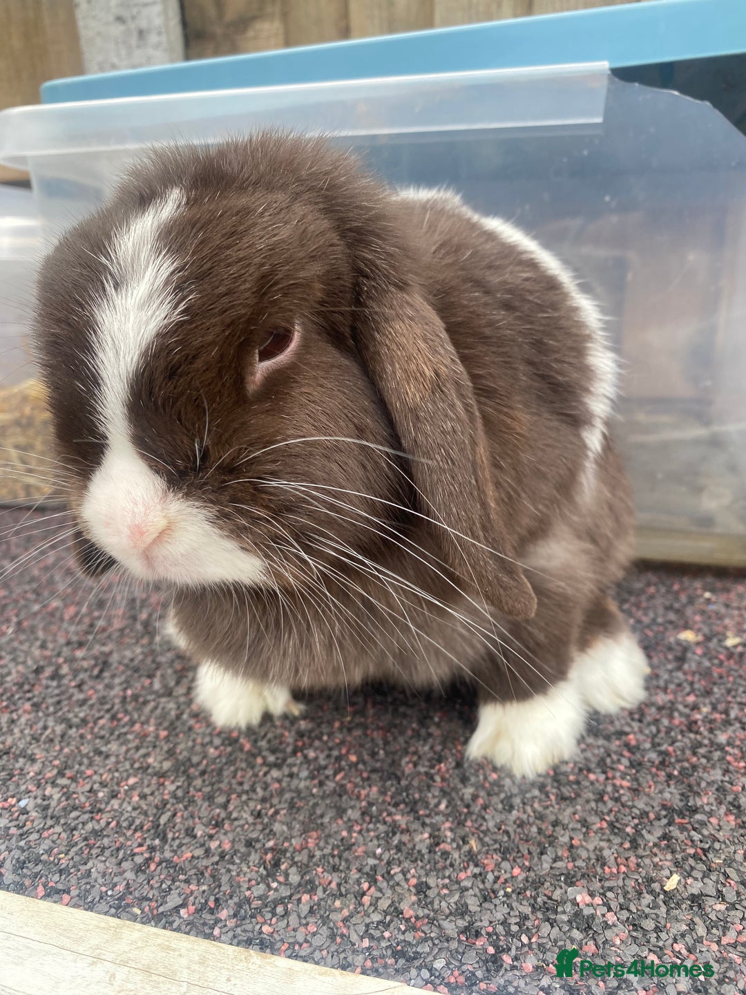 Mini Lop rabbits for sale: Chocolate split doe  - Image 6