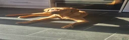 Labrador Retriever dogs for sale: 6 month old red fox labrador - Advert 4