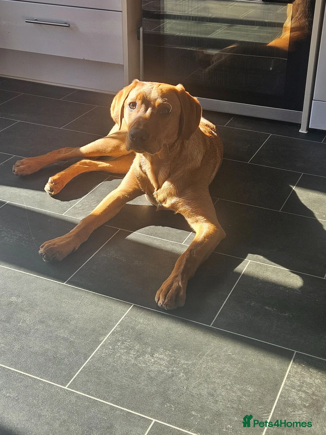 Labrador Retriever dogs for sale: 6 month old red fox labrador - Advert 4