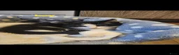Mixed Breed cats for sale: Kitten for sale  - Advert 7