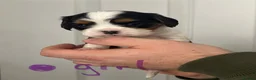 Cavalier King Charles Spaniel dogs for sale: ⭐️Beautiful health tested Cavalier King Charles⭐️ - Advert 3